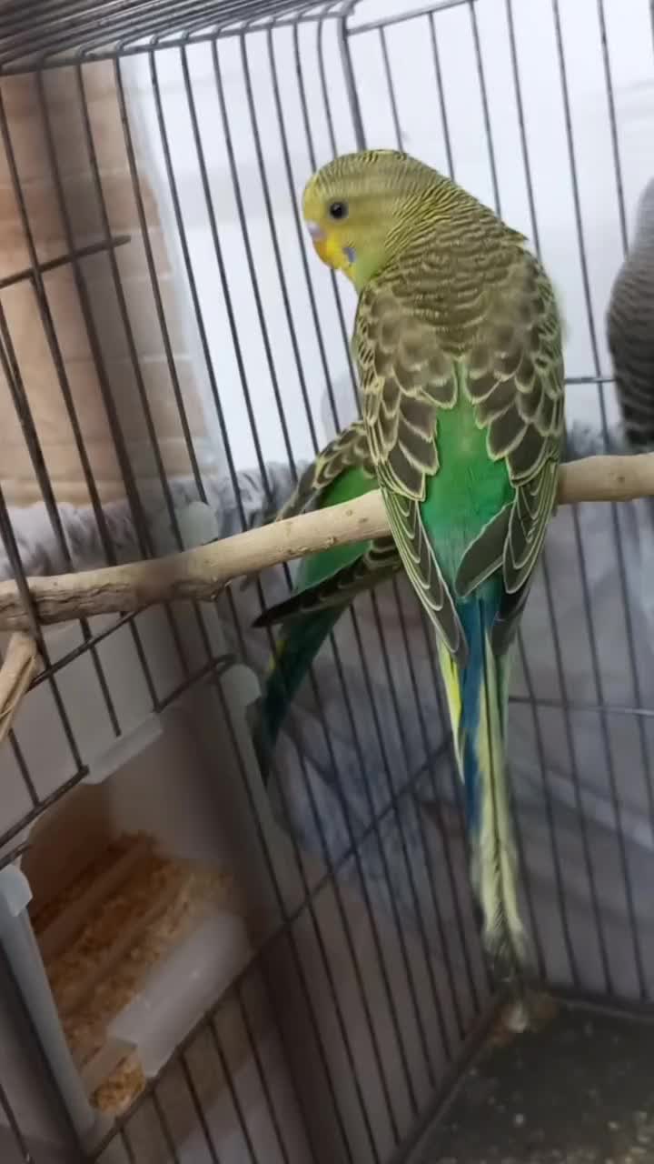 پرنده مرغ عشق|پرنده|الوند, |دیوار