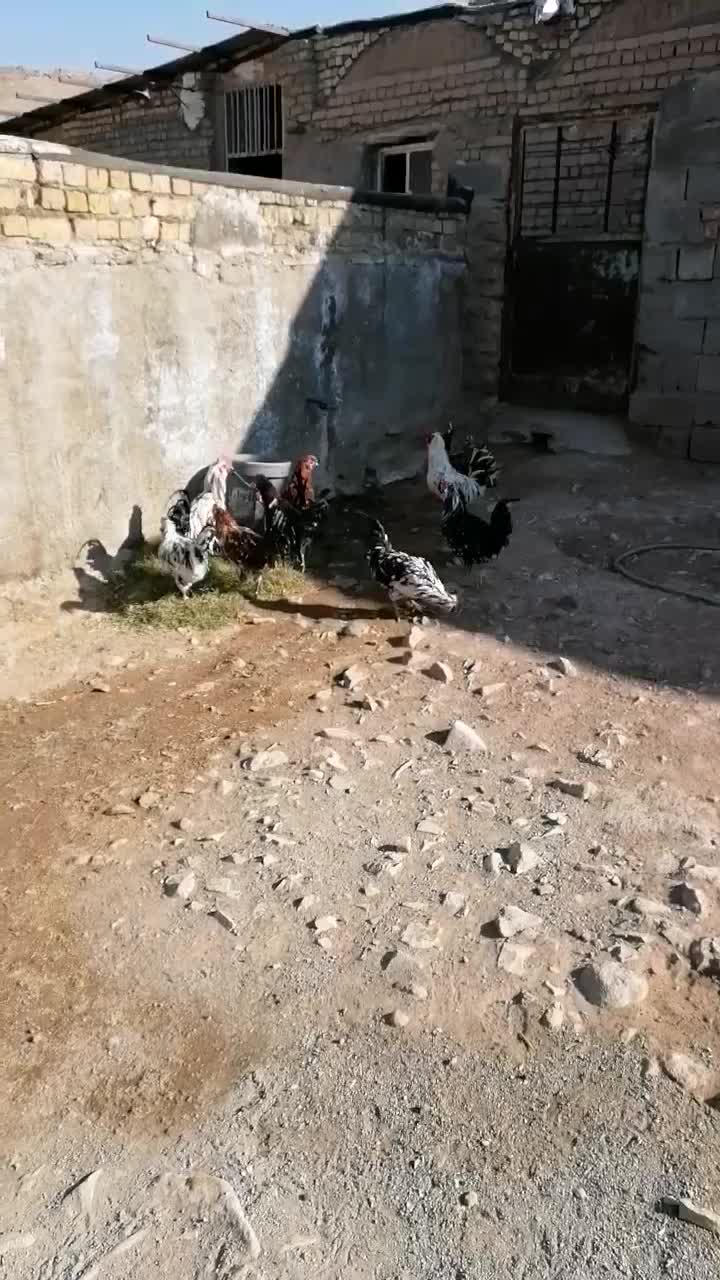 خروس گلین|حیوانات مزرعه|قم, پردیسان|دیوار