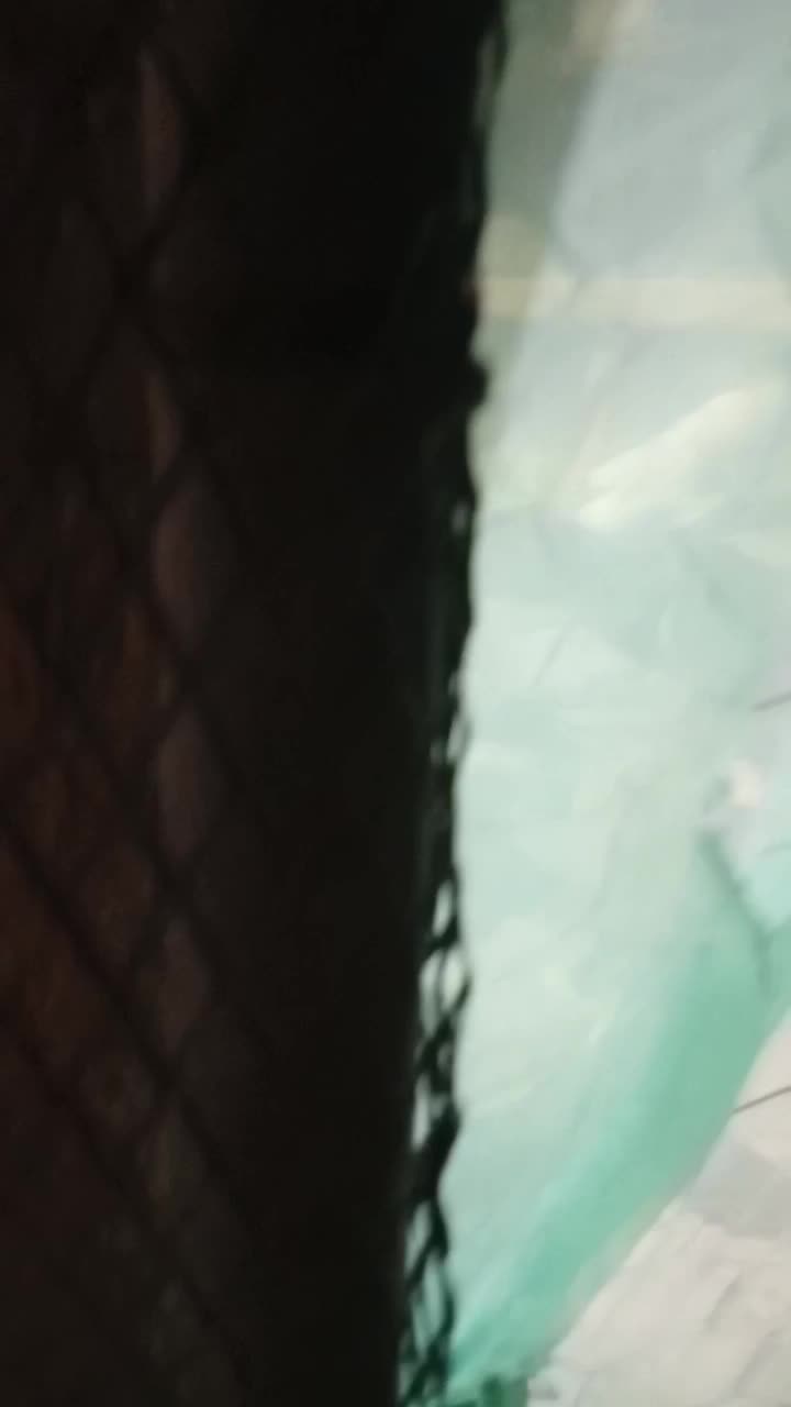 کفتر|پرنده|کهنوج, |دیوار