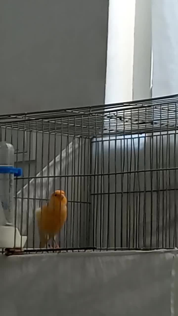 قناری نر خوش رنگ کشیده قرص بخون شلاقی بشرط|پرنده|گلستان (تهران), |دیوار