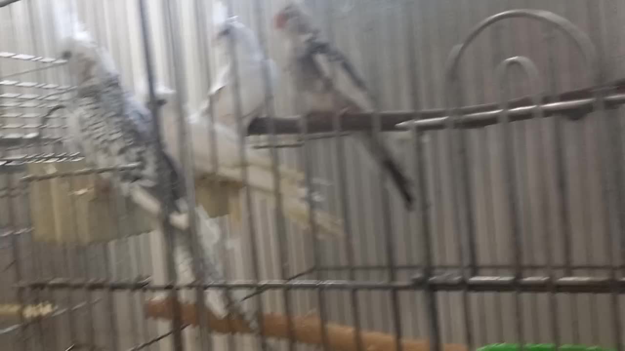 عروس البینو|پرنده|محلات, |دیوار