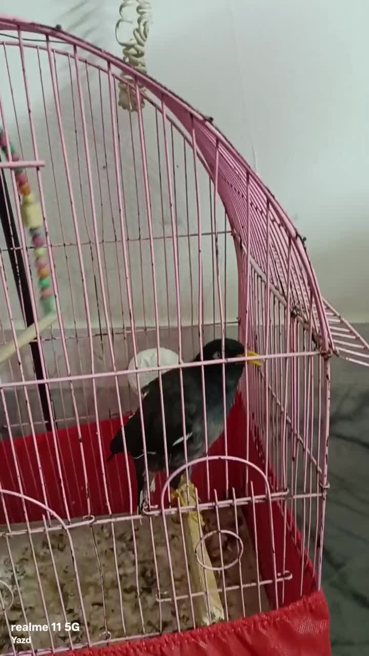 مینا سخنگو|پرنده|یزد, |دیوار