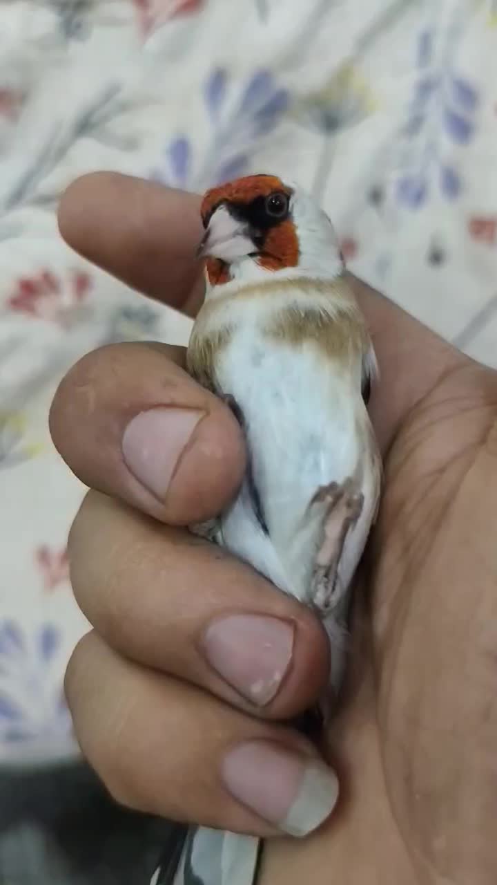 نر چونه سفید گردن کلفت|پرنده|تهران, شهرک شریفی|دیوار