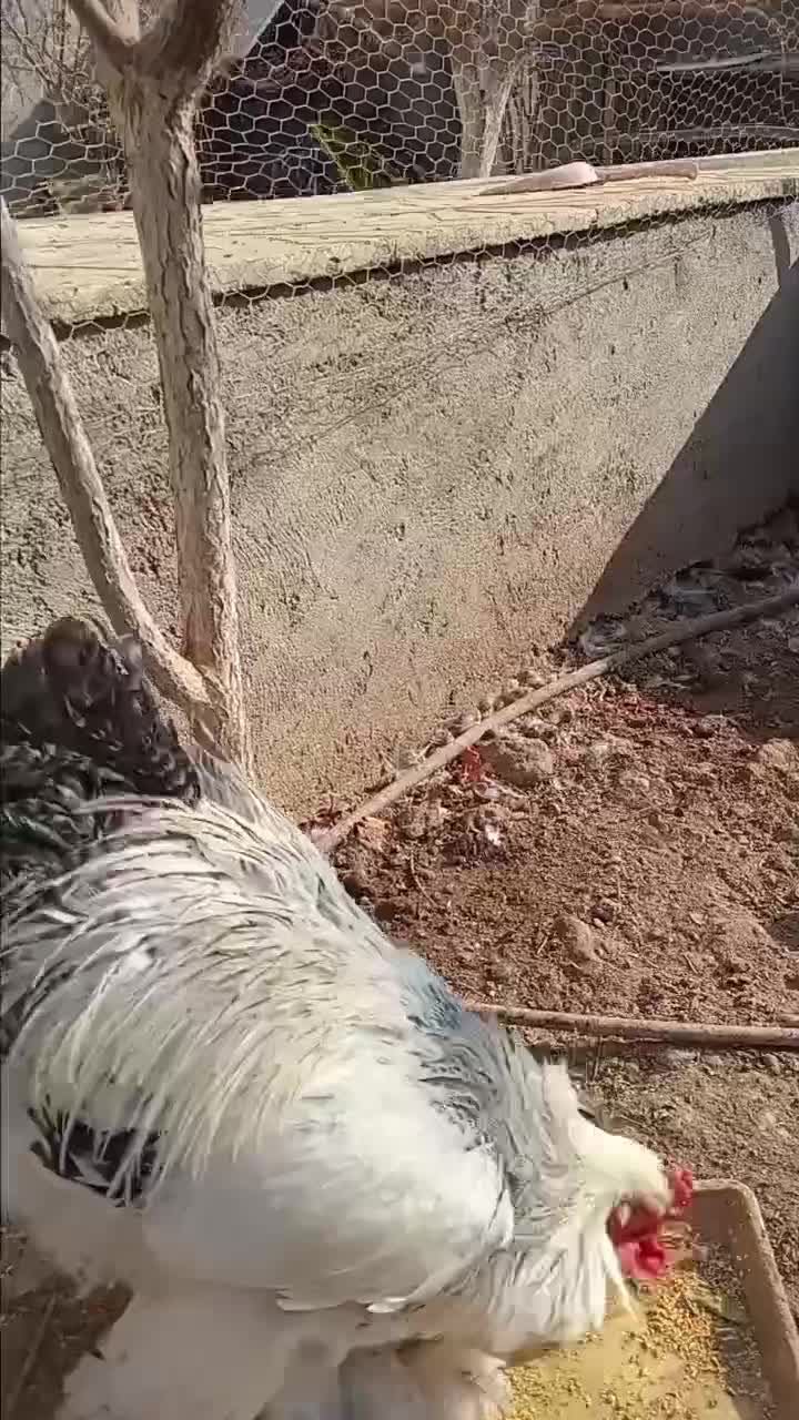 خروس برهمارومانی|حیوانات مزرعه|قم, سالاریه|دیوار