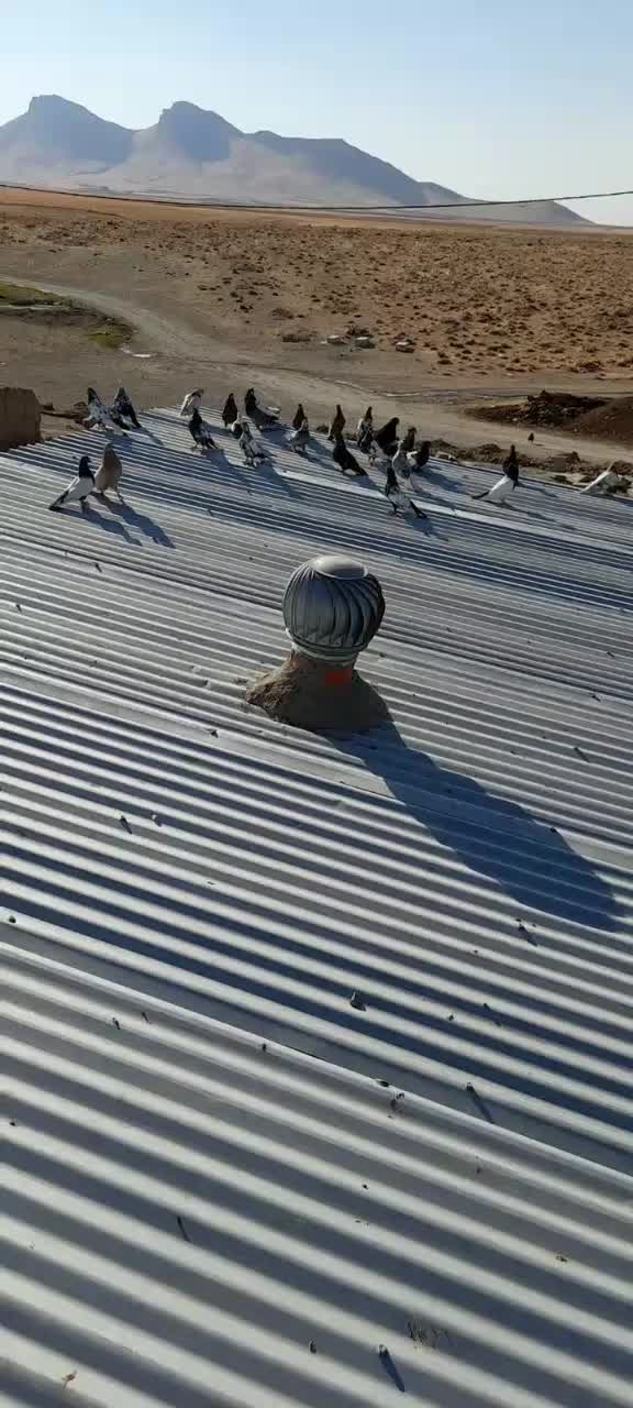 کبوتر|پرنده|بیجار, |دیوار
