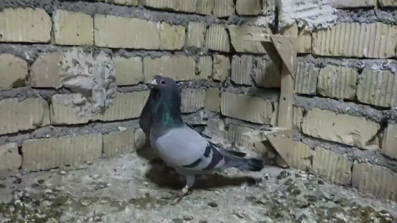 کبوتر|پرنده|مرودشت, دولت آباد|دیوار