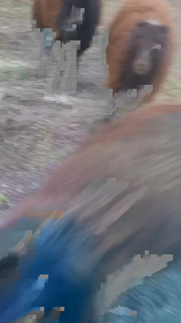 بره نر|حیوانات مزرعه|صوفیان, |دیوار