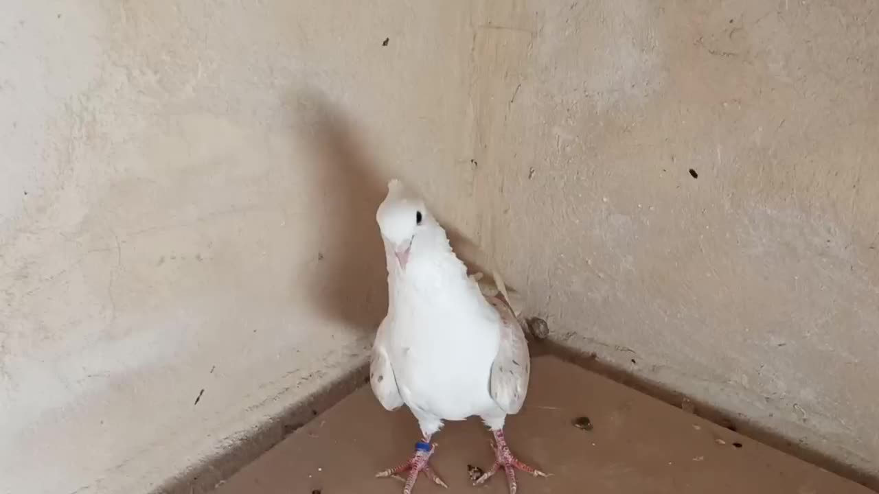 نر درجه یک|پرنده|بیرانوند, |دیوار