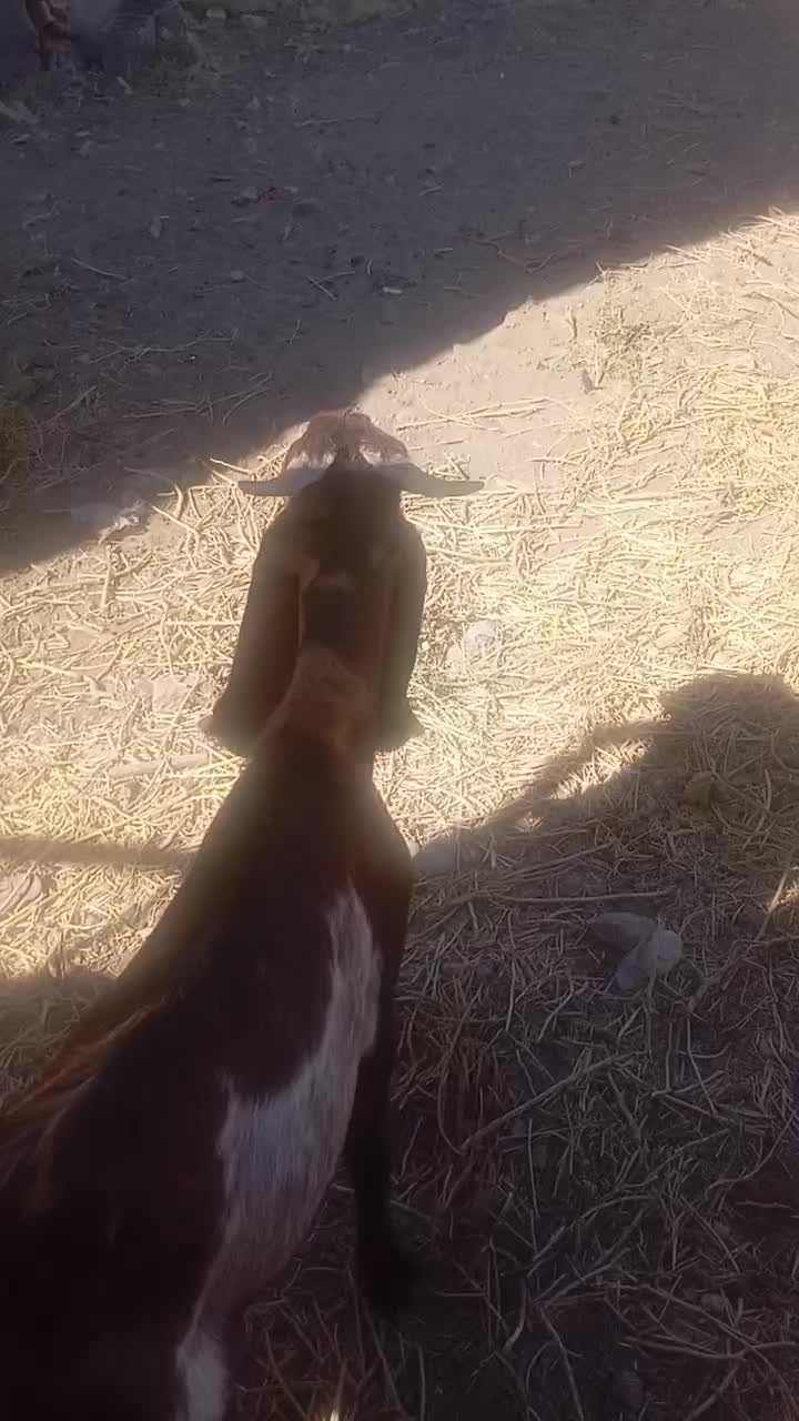 بزغاله نر خوشگل|حیوانات مزرعه|طاغنکوه, |دیوار