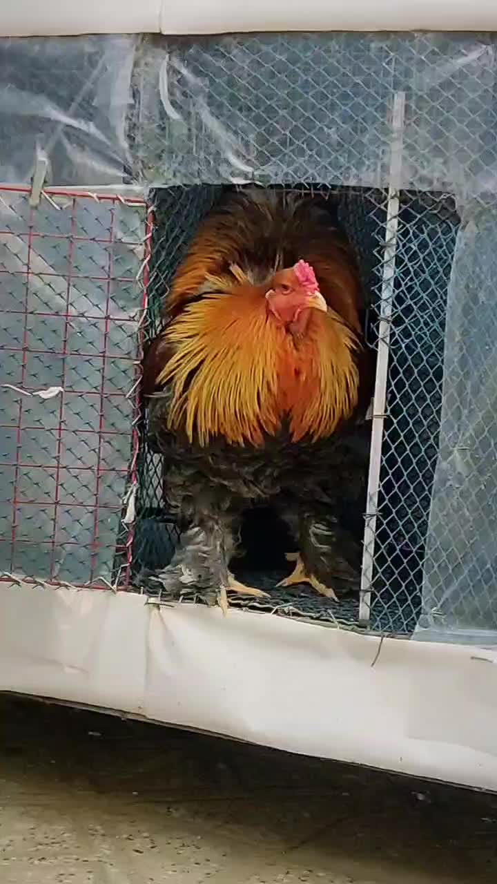 برهما وارداتی|حیوانات مزرعه|ایلام, |دیوار