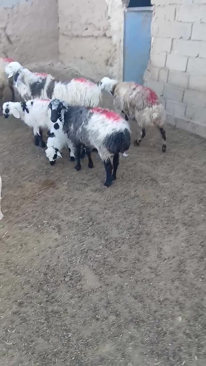 میش زاییده|حیوانات مزرعه|خواف, |دیوار