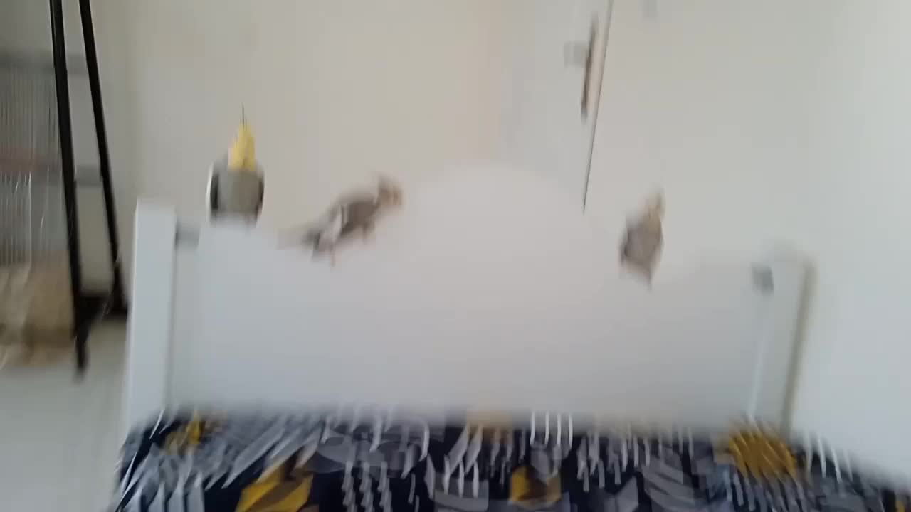 عروس هلندی دستی و سخنگو معاوضه با ملنگو و شاه طوطی|پرنده|زنجان, |دیوار