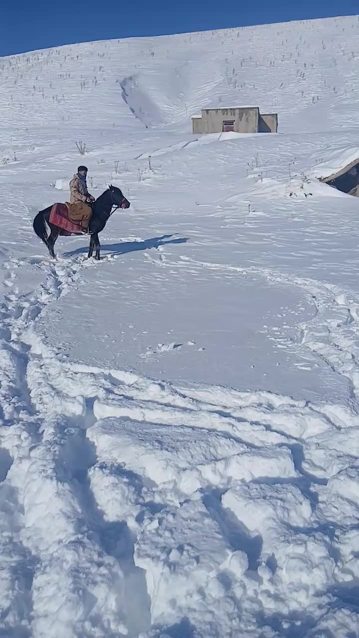 اسب|اسب و تجهیزات اسب‌سواری|اهر, |دیوار