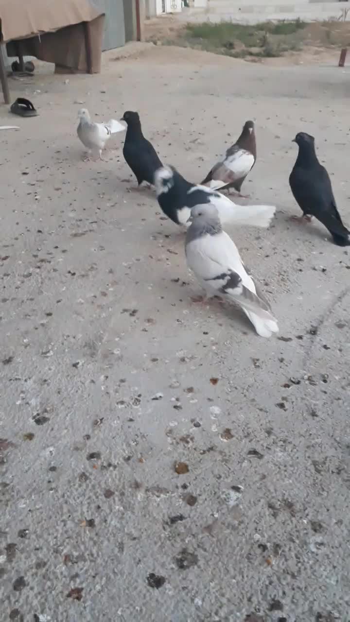 کبوتر  طوقی    زرقان|پرنده|شیراز, رکنآباد|دیوار