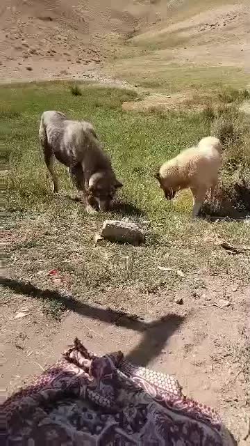 واگذاری سگ نگهبان و گله ای پژدر|سگ|کرج, کیانمهر|دیوار