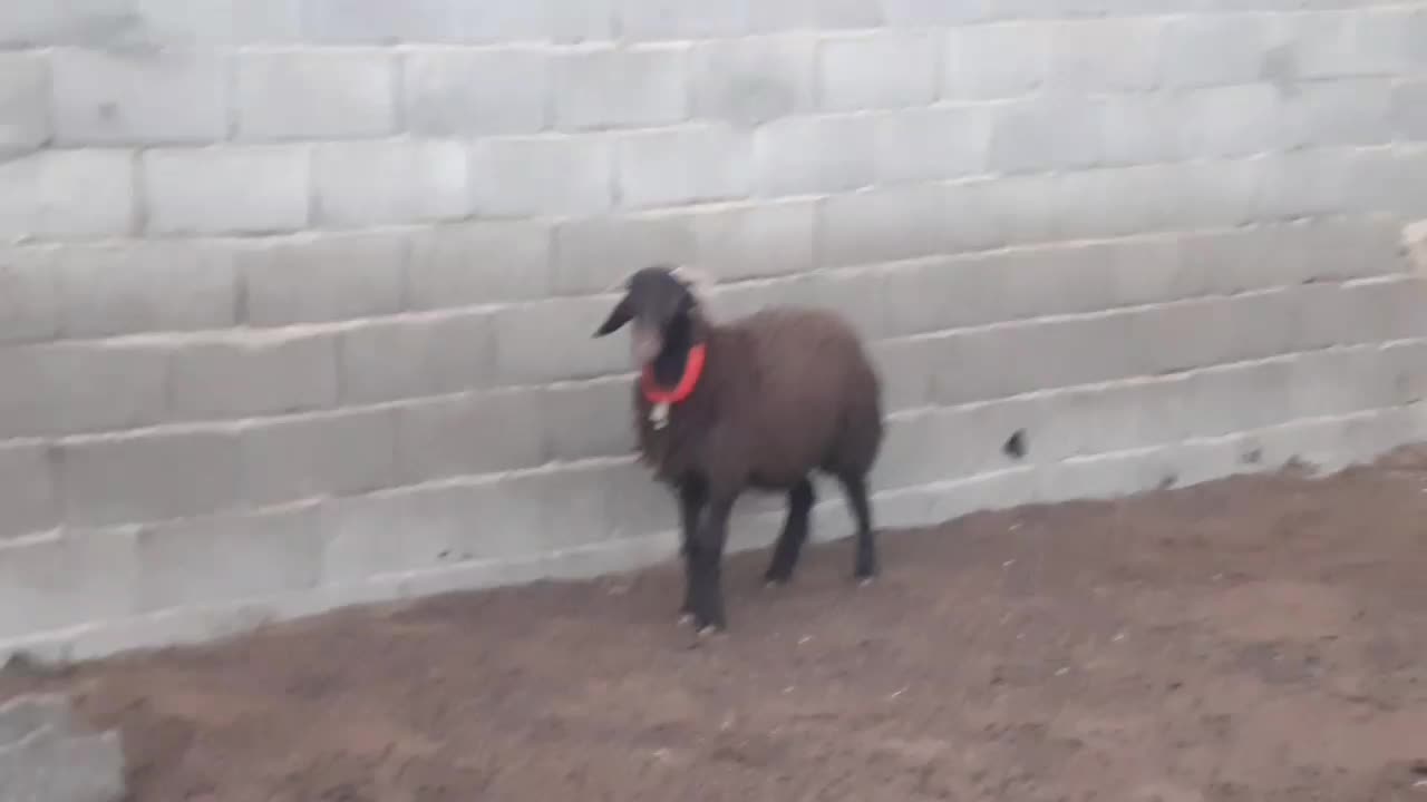 بره ماده شاخی،بز،میش،بره|حیوانات مزرعه|مبارکه, |دیوار
