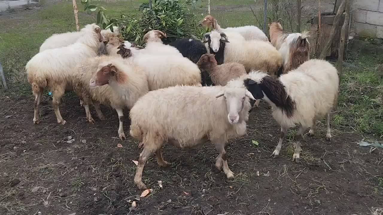 بز بسیار تمیز|حیوانات مزرعه|کلاچای, |دیوار