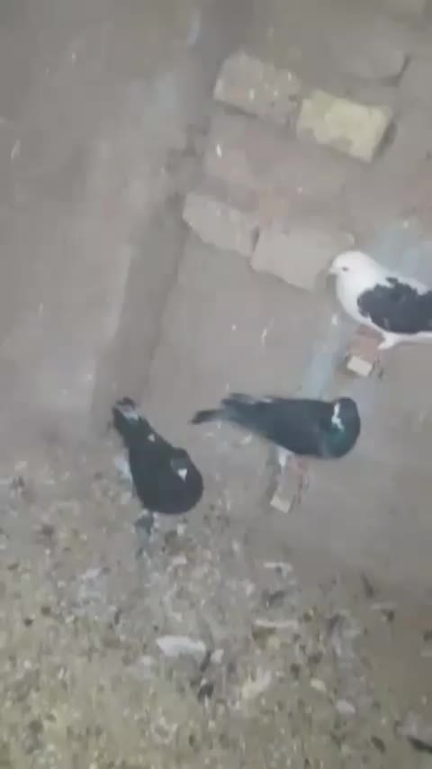 کفتر نر|پرنده|یزدان شهر, |دیوار