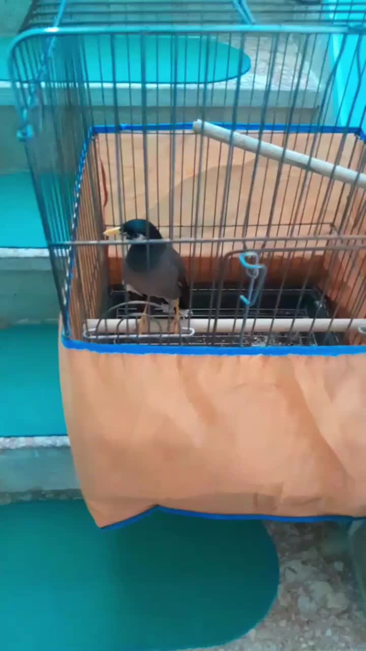 مرغ مینا سخنگو|پرنده|صحنه, |دیوار