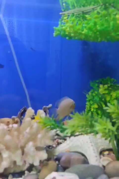 ماهی آکواریوم|ماهی|مسجد سلیمان, |دیوار