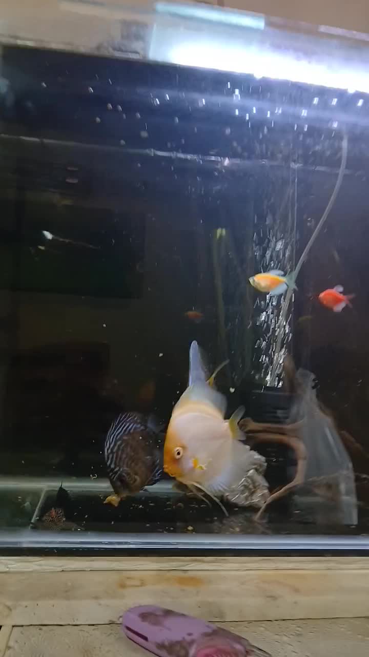 ماهی دیسکس زیبا|ماهی|تهران, کیانشهر|دیوار