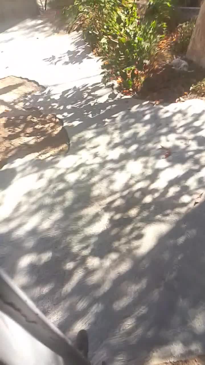 توله پاکوتاه|سگ|مشهد, توس (بلوار توس)|دیوار