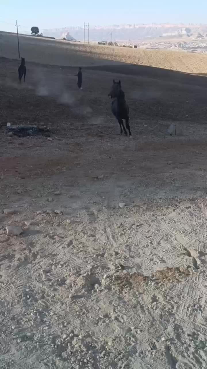 اسب نریان|اسب و تجهیزات اسبسواری|ایلام, |دیوار