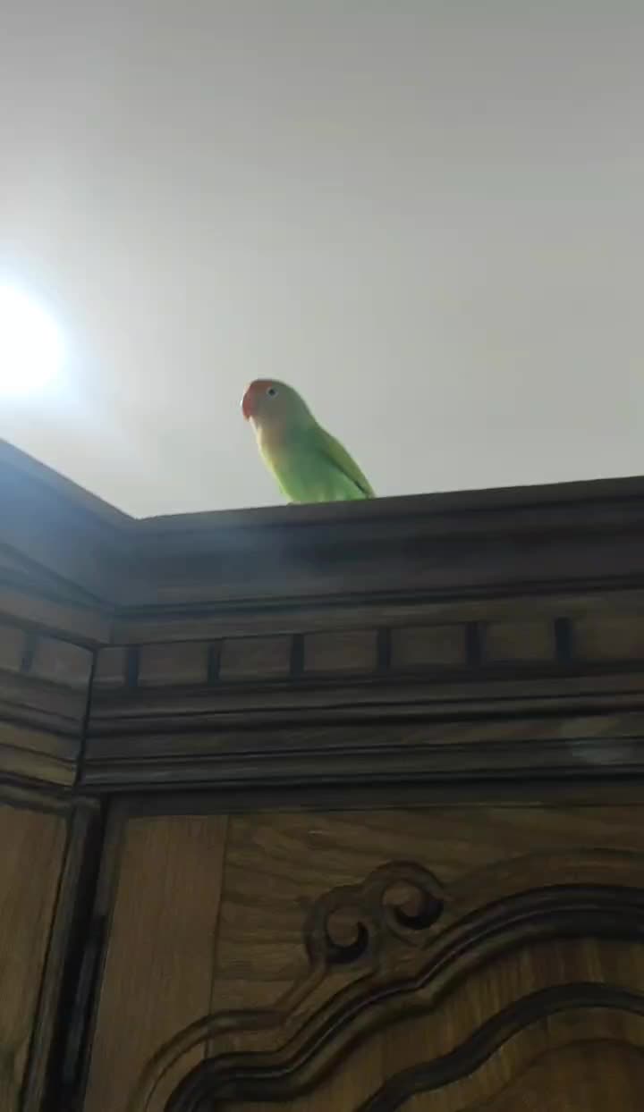 یک جفت کوتوله برزیلی|پرنده|شیراز, شهرک ولیعصر|دیوار