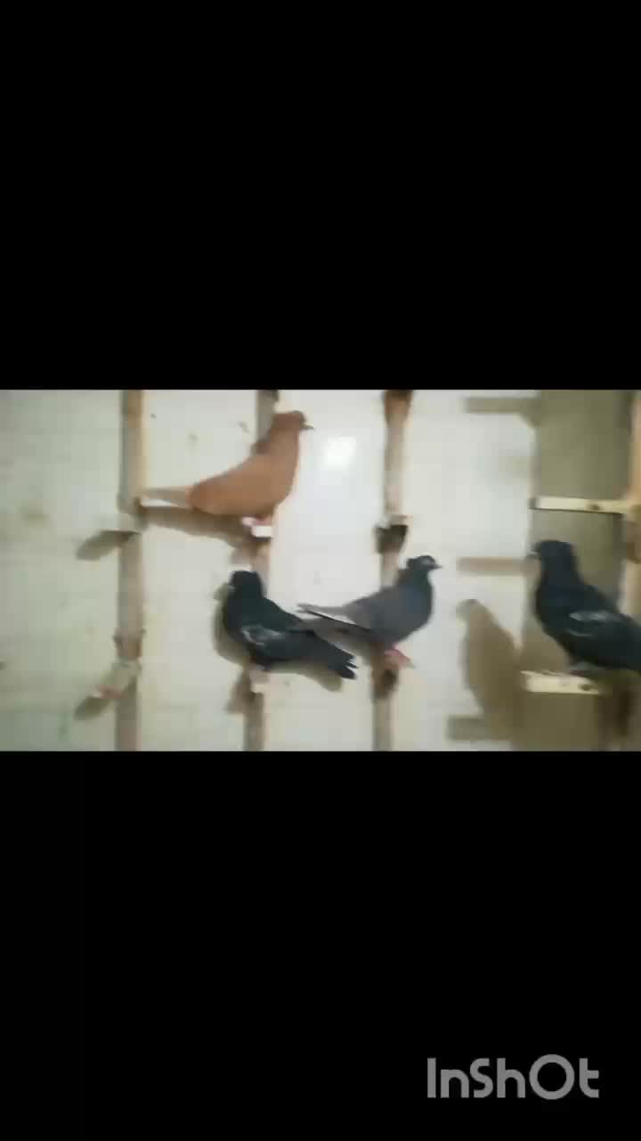 کبوتر|پرنده|صدرا-فارس, فاز ۲|دیوار