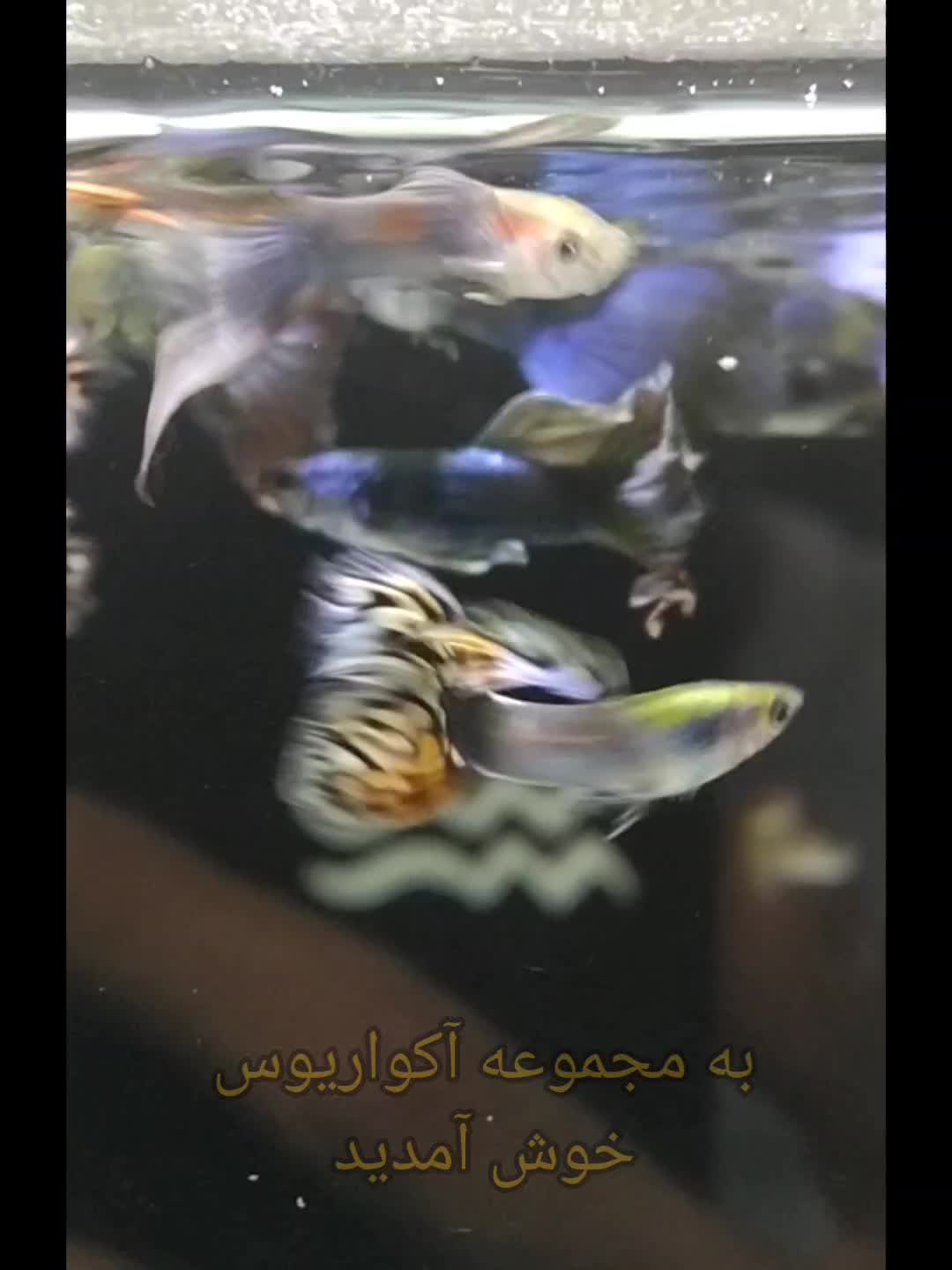 فروش ماهی گوپی|ماهی|جهرم, |دیوار