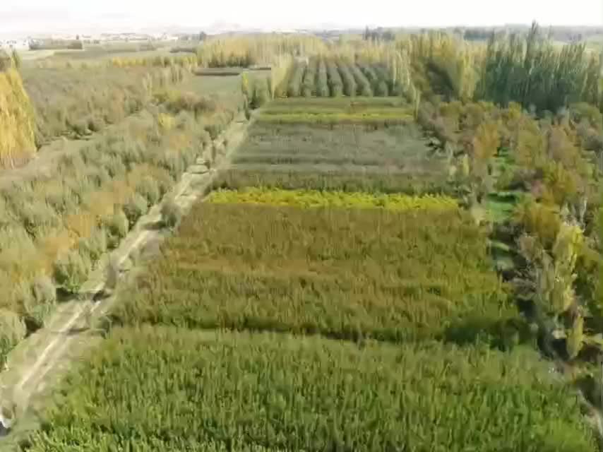 نهالستان سبز نهال رشد یوسف جوادی|عمدهفروشی|میاندوآب, |دیوار