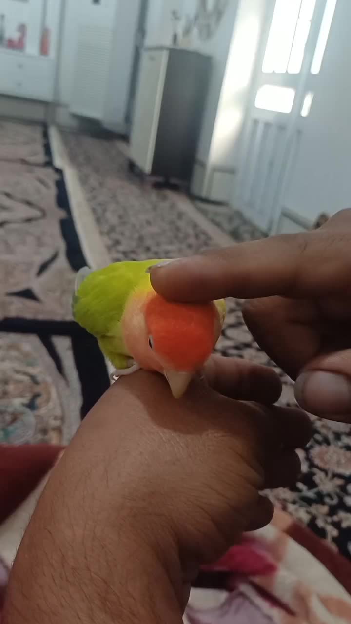 فروش مرغ عشق و طوطی برزیلی|پرنده|اهرم, |دیوار