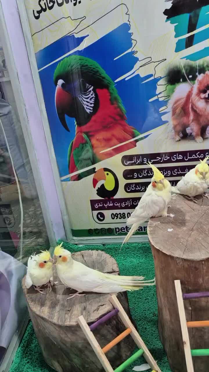 عروسی هلندی بالغ|پرنده|شاهین دژ, |دیوار