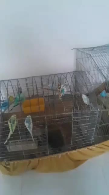 مرغ عشق|پرنده|تخت, |دیوار