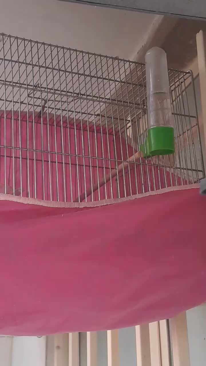 دوتا گلبسر قرص بخون|پرنده|پاکدشت, پاکدشت (مامازند)|دیوار