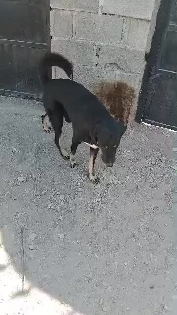 سگ سرابی|سگ|فین, |دیوار