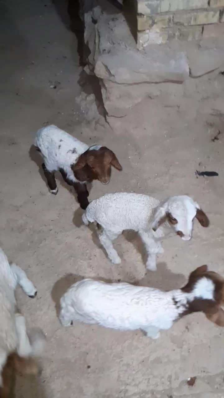 دوعدد گوسفند|حیوانات مزرعه|سوسنگرد, |دیوار