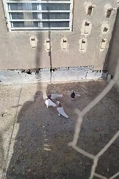 دوجفت طوقی|پرنده|رفسنجان, |دیوار