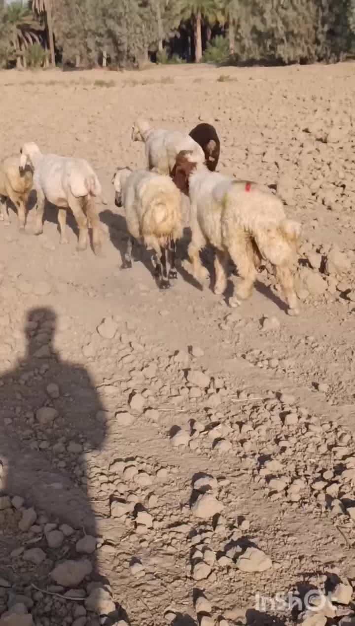 فروش برهقوچسنجابی|حیوانات مزرعه|اسماعیلی, |دیوار