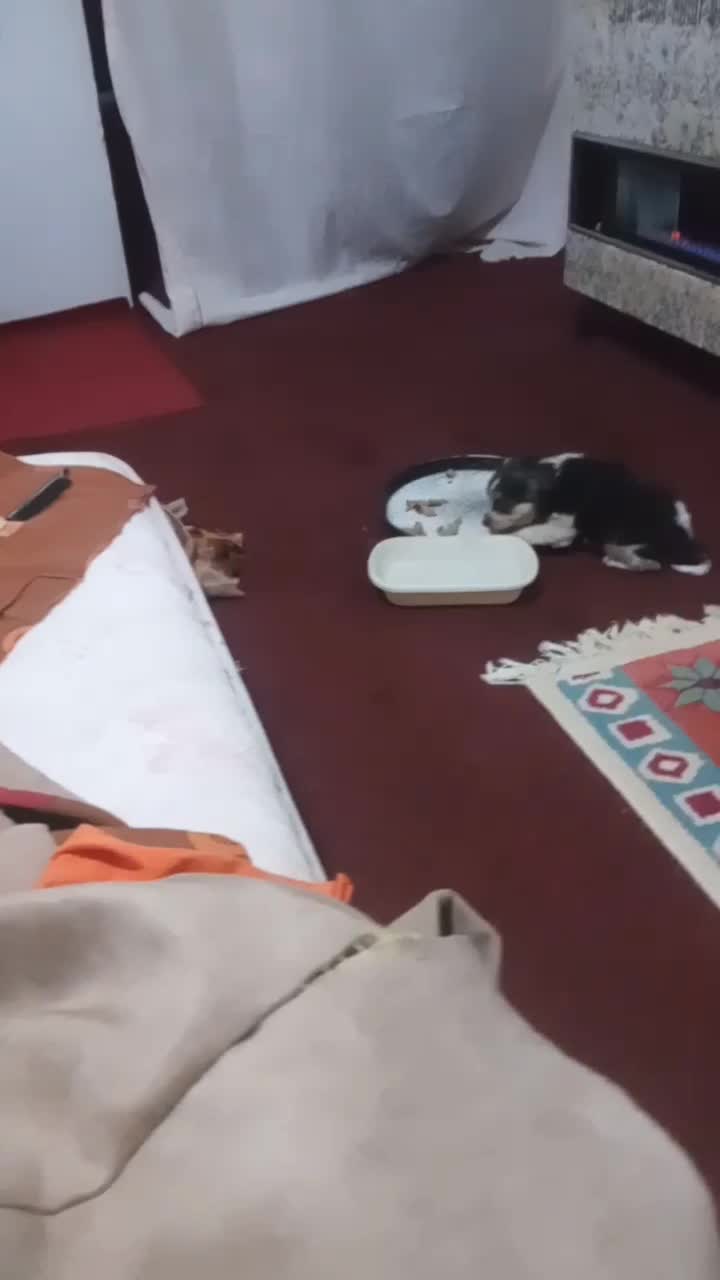 سگ پاکوتاه|سگ|مشهد, هنرستان|دیوار