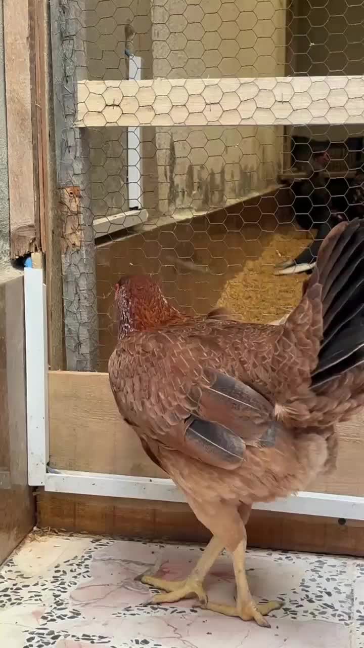 مرغ لاری قهوه ای|حیوانات مزرعه|آمل, |دیوار