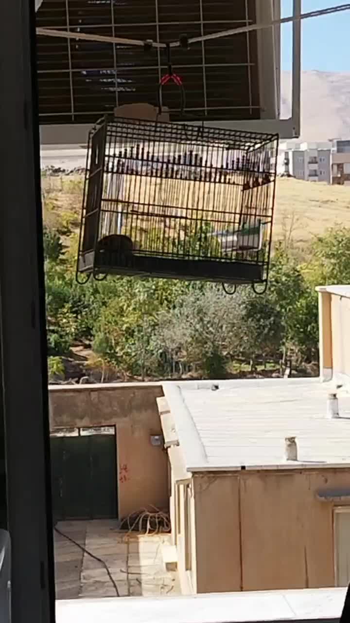 جوجه سهره قناری|پرنده|اردبیل, |دیوار