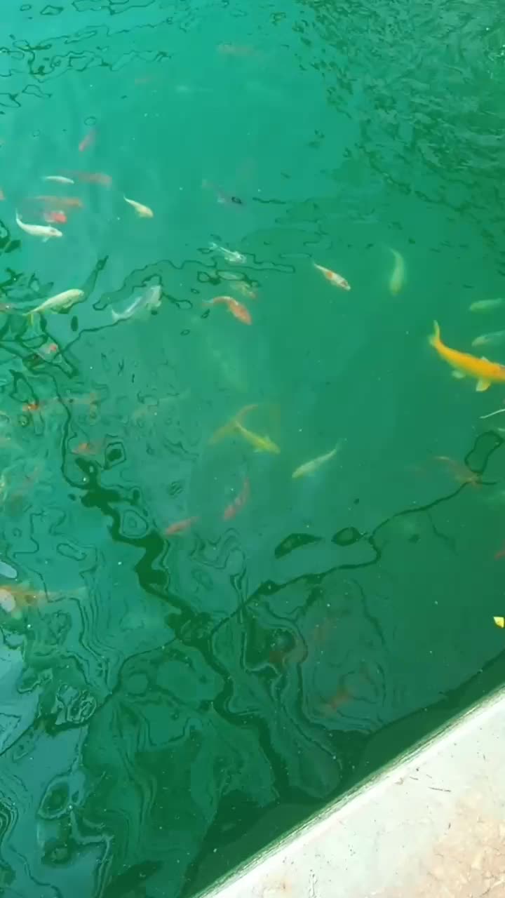 اجاره یا شراکت در استخر|اجارهٔ دفتر صنعتی، کشاورزی، تجاری|رباط‌کریم, نوده|دیوار