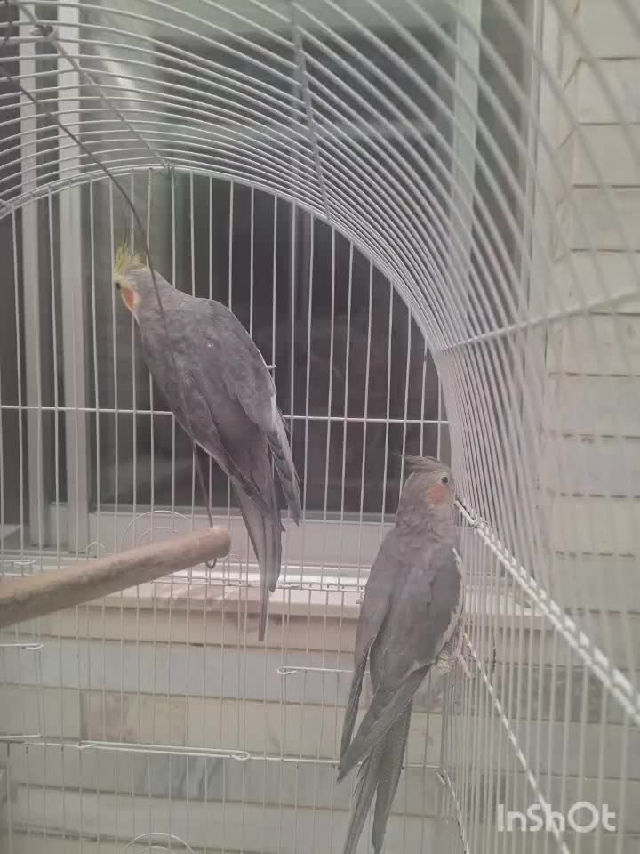 فوری فوری|پرنده|آبیک, |دیوار