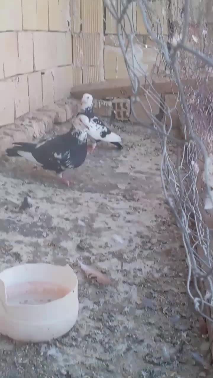 کفتر آلمانی|پرنده|تربتحیدریه, بالا ولایت|دیوار