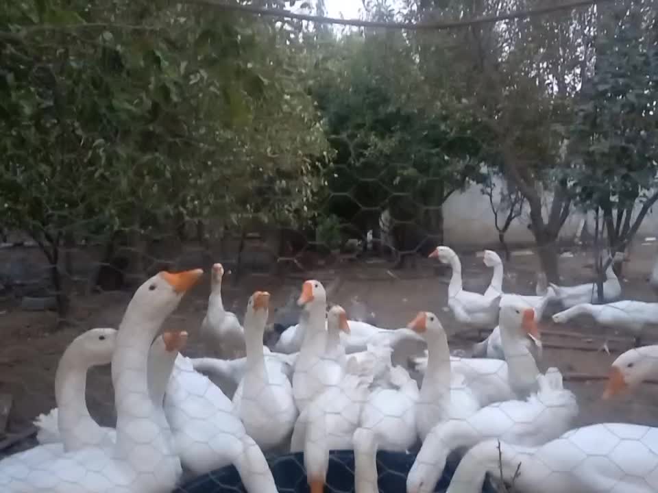 قو غاز|حیوانات مزرعه|پارس‌آباد, |دیوار