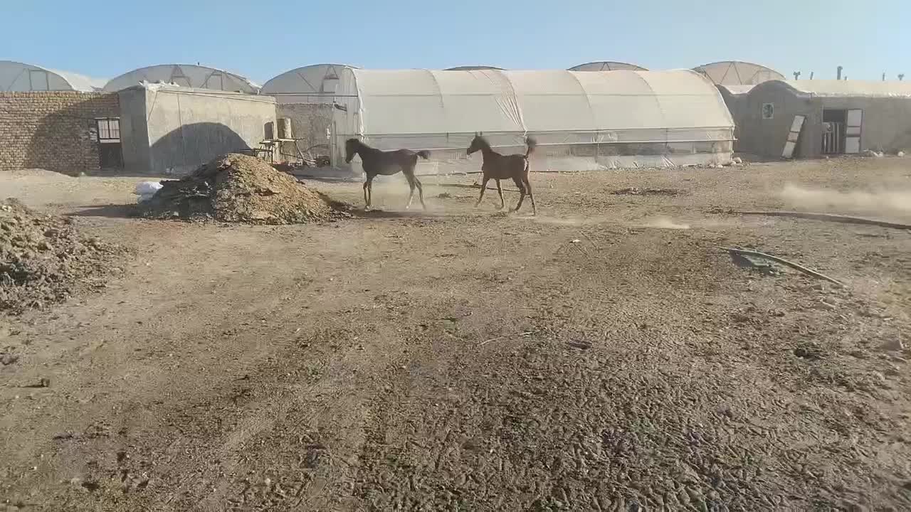 کره مادیون عرب|اسب و تجهیزات اسب‌سواری|کمیجان, |دیوار