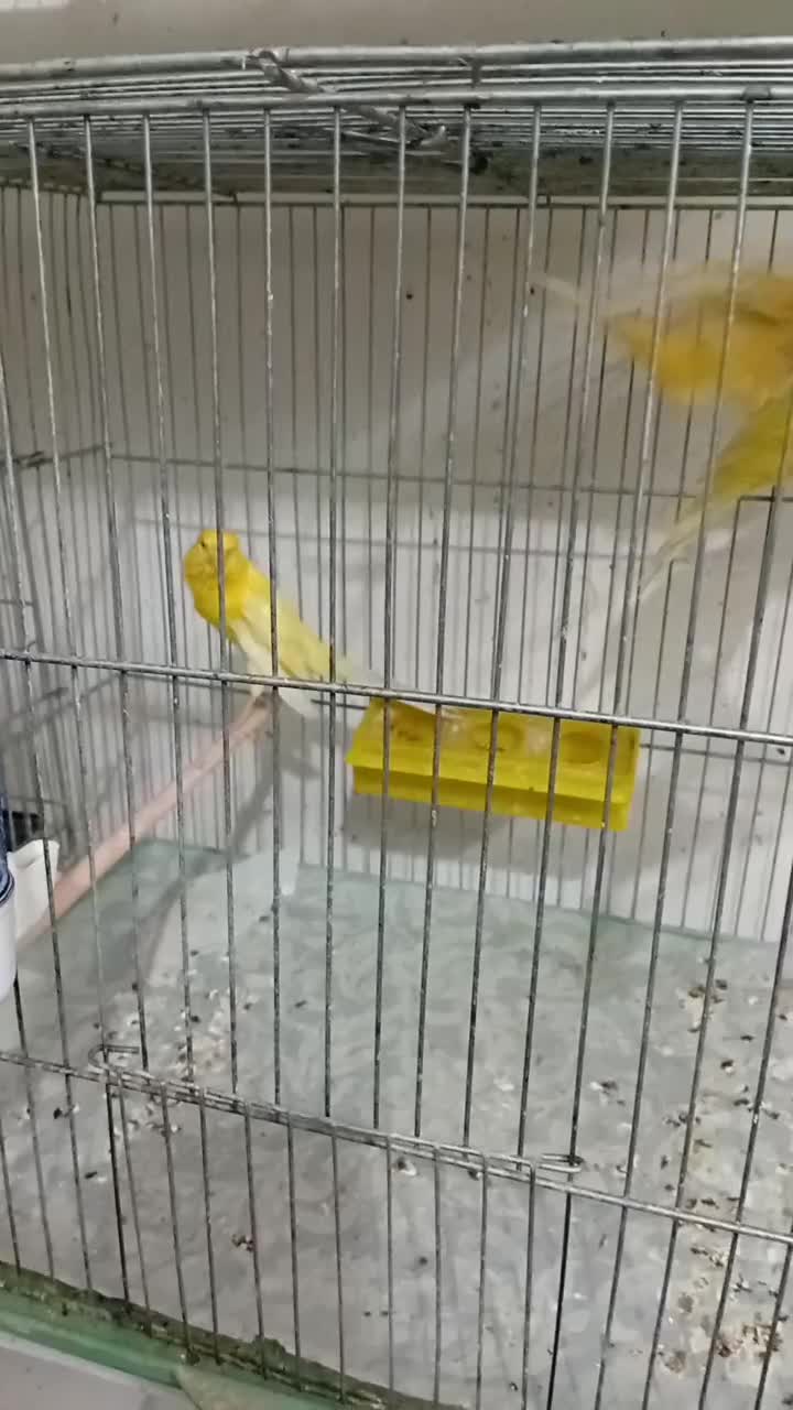 پرنده. قناری رسمی بلند و معمولی|پرنده|رفسنجان, |دیوار