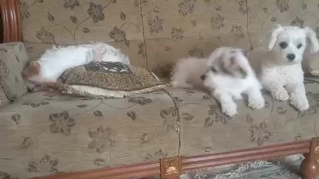 فروش سگ شیتزو تریر|سگ|کرج, برغان|دیوار