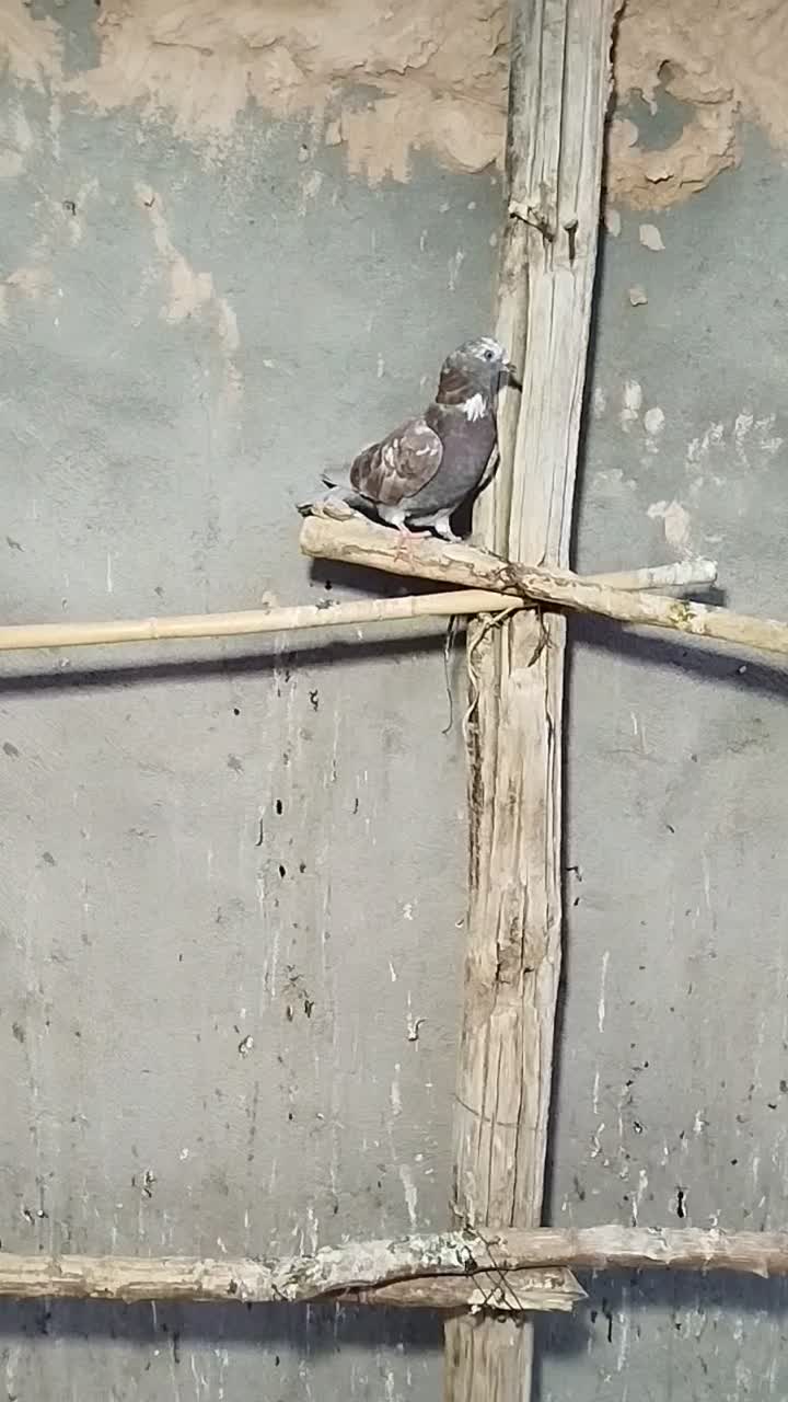 ۸عدد کفتر پرشی|پرنده|جوین, |دیوار